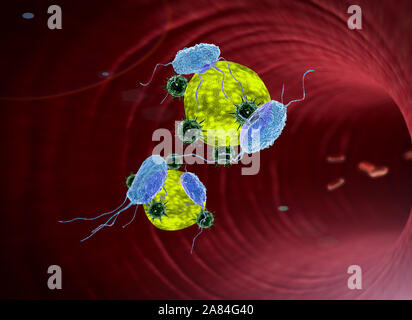 Sistema immunitario umano l'attacco di virus, virus, cellule bianche del sangue all'interno del vaso sanguigno, globuli rossi e bianchi in arteria Foto Stock