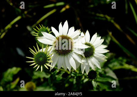 Echinacea purpurea Powwow bianco sul display e sulla vendita in un centro giardino vivaio. Foto Stock