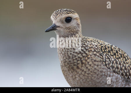 Golden plover Pluvialis apricaria, Norfolk, Regno Unito Foto Stock