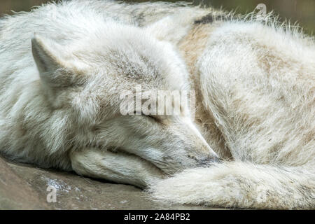 Arctic Lupo (Canis lupus arctos) noto anche come Lupo Bianco, avvolto a ricciolo prendendo un pisolino Foto Stock