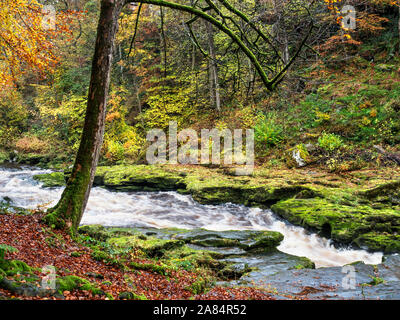 Il fiume Wharfe scorre rapidamente attraverso la 'hotel Astrid in legno 'hotel Astrid Bolton Abbey Yorkshire Dales Inghilterra Foto Stock