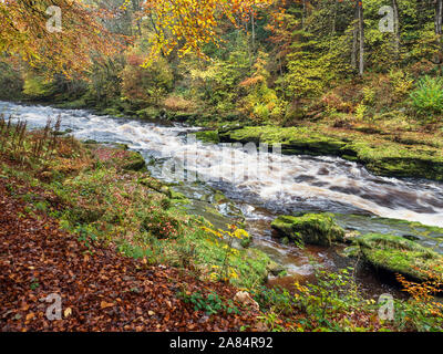 Il fiume Wharfe scorre rapidamente attraverso la 'hotel Astrid in legno 'hotel Astrid Bolton Abbey Yorkshire Dales Inghilterra Foto Stock