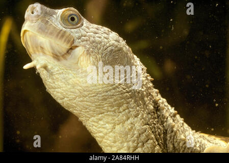 MARY RIVER TURTLE Elusor macrurus underwater Foto Stock
