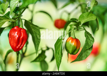 Habanero impianto dotato di fresco, mature habanero peperoni, pronto per il prelievo. Foto Stock