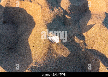 Piccolo pezzo di plastica bianca incorporato nella sabbia di una spiaggia Foto Stock