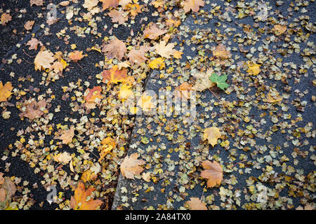 Foglie autunnali sul terreno. Foto Stock