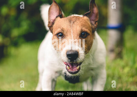 Aggressiva di cane che abbaia legato con il guinzaglio ad albero guardando nella telecamera Foto Stock