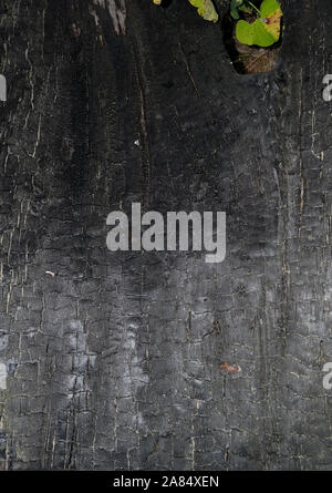 Con uno sfondo di legno bruciato texture. Carbonizzati nero lo sfondo di legno. Foto Stock