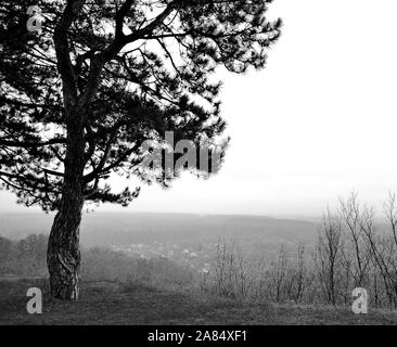 La foto mostra un monocromatico paesaggio autunnale con un singolo albero di pino su di una collina e un villaggio nella nebbia. Foto Stock