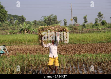 DHAKA Bangladesh narayanganj 2019 agricoltori sono impegnati nella raccolta di risone. © Nazmul Islam/Alamy Stock Photo Foto Stock