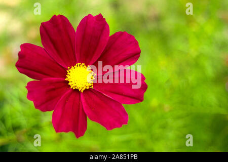 Giardino cosmo o messicano aster (Cosmos bipinnatus) viola fiore naturale con sfondo verde Foto Stock