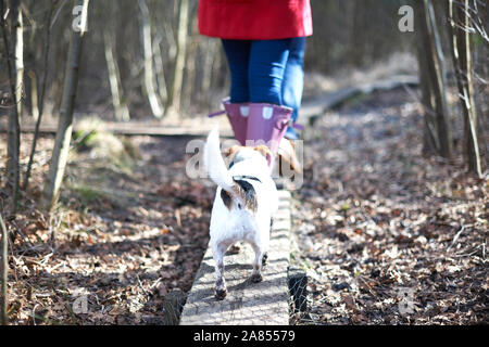 Cute cane seguenti titolari escursioni sul listone in autunno boschi Foto Stock