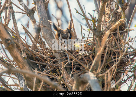 Long eared owl nesting (Asio otus) Gufo nel nido Foto Stock
