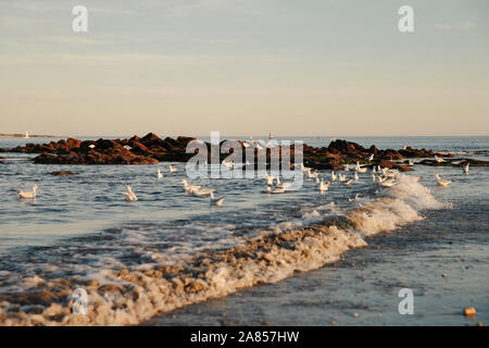 Seagull sull'oceano atlantico, Larmor-Plage, Francia Foto Stock