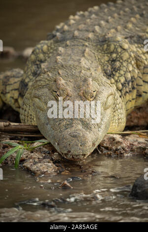 Close-up di coccodrillo del Nilo giacente sul lungofiume Foto Stock