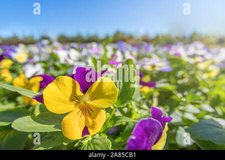 Pansy Flower Close Up, luminoso giallo viola Pansy in giardino Foto Stock