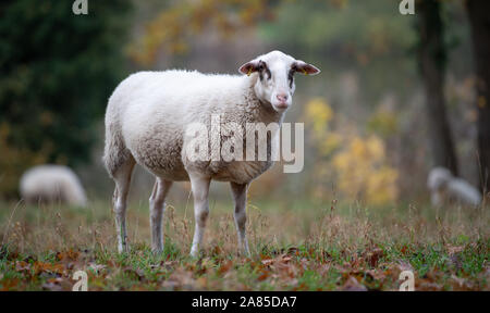 Potsdam, Germania. 6 Nov, 2019. Una pecora si erge su un pascolo nel castello Sanssouci park. Credito: Monika Skolimowska/dpa-Zentralbild/dpa/Alamy Live News Foto Stock