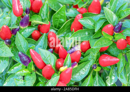 Piccolo Peperoncino Rosso Close Up (Capsicum annuum) peperoncino piccante Foto Stock