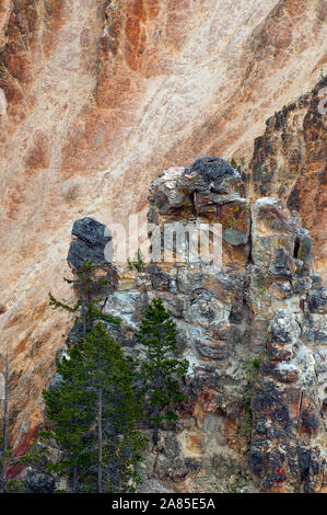 Osprey in un nido arroccato nel Grand Canyon di Yellowstone Foto Stock