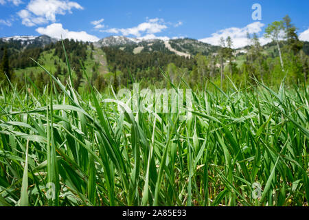 Erba verde da un punto di vista di formiche, Jackson Hole Mountain Resort Foto Stock