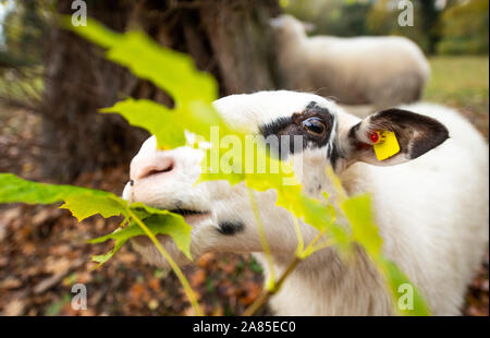 Potsdam, Germania. 6 Nov, 2019. Una pecora nel castello Sanssouci park nibbles sulle foglie di un albero. Credito: Monika Skolimowska/dpa-Zentralbild/dpa/Alamy Live News Foto Stock