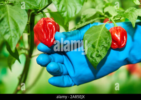Habanero impianto dotato di fresco, mature habanero peperoni, pronto per il prelievo. Foto Stock