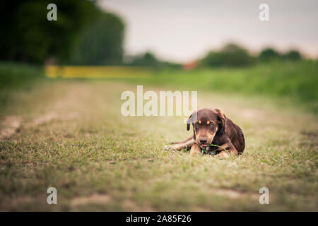 Tenendo il cane per una passeggiata Foto Stock