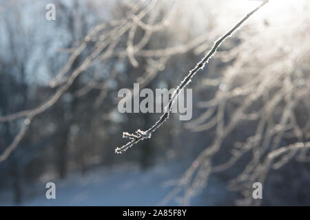 Frost ramoscello coperto in inverno mattina retroilluminato Foto Stock