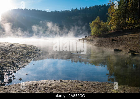 Quattro anatre nuotare in un lago di sunrise con nebbia di deriva Foto Stock