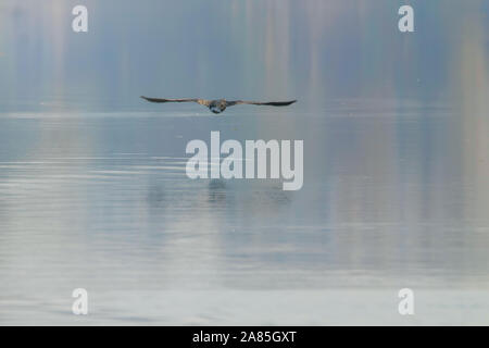 Cormorano Phalacrocorax carbo sinensis battenti su acqua (Phalacrocorax carbo) Foto Stock