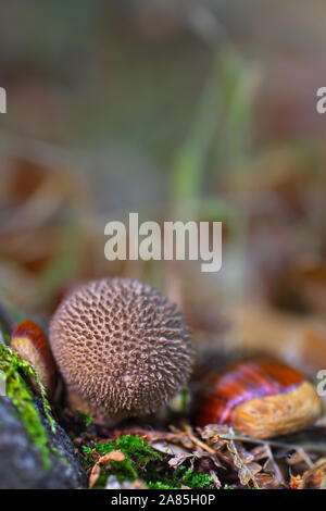 Lycoperdon perlatum. Funghicoltura in suolo della foresta. Foto Stock