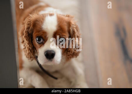 Spaniel cane Foto Stock