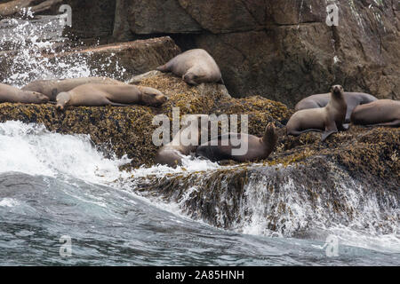 Wild leoni di mare la posa sulle rocce nel Parco nazionale di Kenai Fjords in Alaska. Foto Stock