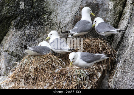 Wild Gull Kittiwakes su uno dei loro home isole nel Parco nazionale di Kenai Fjords in Alaska. Foto Stock