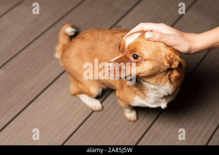 Ragazza petting lo zenzero cane. La mano della bambina sulla testa dell'animale. Persona è in contatto con un cane randagio. Carino il pet. Il cane ha bisogno di attenzione. Foto Stock