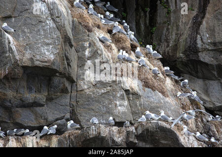 Wild Gull Kittiwakes su uno dei loro home isole nel Parco nazionale di Kenai Fjords in Alaska. Foto Stock
