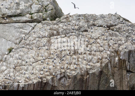 Wild Gull Kittiwakes su uno dei loro home isole nel Parco nazionale di Kenai Fjords in Alaska. Foto Stock