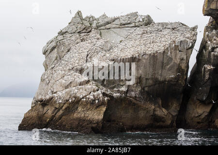 Wild Gull Kittiwakes su uno dei loro home isole nel Parco nazionale di Kenai Fjords in Alaska. Foto Stock