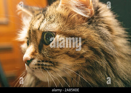 Ritratto di un colorato cat close-up. Casa preferito Foto Stock