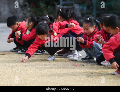 Changxing cinese della provincia dello Zhejiang. 6 Nov, 2019. I bambini osservare il grano a una massa di trebbiatura in Lijiaxiang township di Changxing County, est della Cina di Provincia dello Zhejiang, nov. 6, 2019. Utilizzando terreni agricoli locali risorse, un asilo nido nel Lijiaxiang Township della contea di Changxing terrà una classe speciale in campi di riso mercoledì per aiutare i bambini a imparare la conoscenza del riso e di sperimentare la gioia del raccolto attraverso una serie di attività all'aperto. Credito: Xu Yu/Xinhua/Alamy Live News Foto Stock