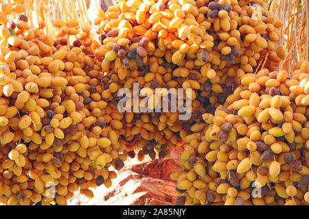 Frutti maturi di data tree appendere su albero. Date giallo appendere su albero. Frutti tropicali. Chiudere i cluster giallo date mature appeso sulla data di Palm. Dat di cui è stato eseguito il rip Foto Stock