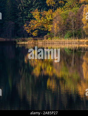 Colorato Golden Autumn Tree riflettendo in una calma Loch Chon nelle Highlands scozzesi Foto Stock