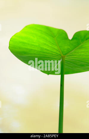 Taro lasciare vicino la pianta tropicale contro sfondo semplice back lit Foto Stock