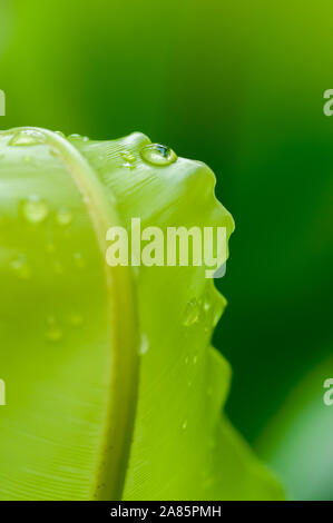 Bird's Nest foglia di felce Asplenium nidus con gocce di pioggia in luce messa a fuoco selettiva close up Foto Stock