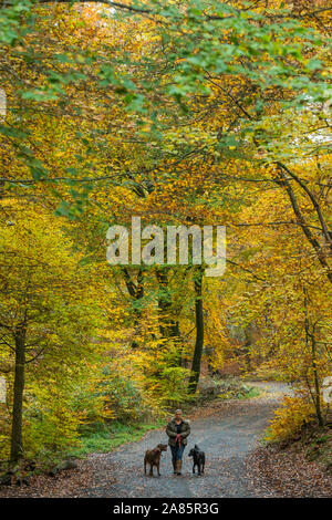 Burnham Beeches, UK. 6 novembre 2019. Regno Unito Meteo: una donna cammina i suoi cani durante l'autunno in Burnham Beeches nel Buckinghamshire. I 220 ettari di bosco storico è una riserva naturale nazionale ed europea zona speciale di conservazione, famosa per il suo antico pollards, molti dei quali sono diverse centinaia di anni. Ora di proprietà della città di Londra, è stato conservato come un pubblico spazio aperto popolare tra gli amanti della natura e il cane-walkers uguali. Credito: Stephen Chung / Alamy Live News Foto Stock