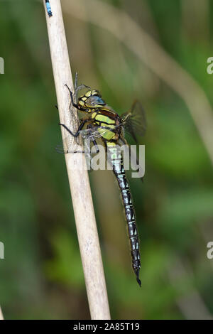 Hairy Dragonfly (Brachytron pratense) maschio arroccato sullo stelo di alimentazione, Somerset, Regno Unito, maggio Foto Stock