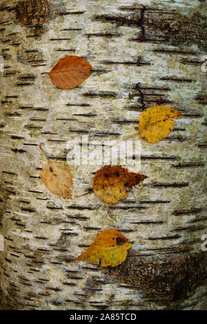 Foglie di autunno in appoggio su un caduto argento betulla. Foto Stock