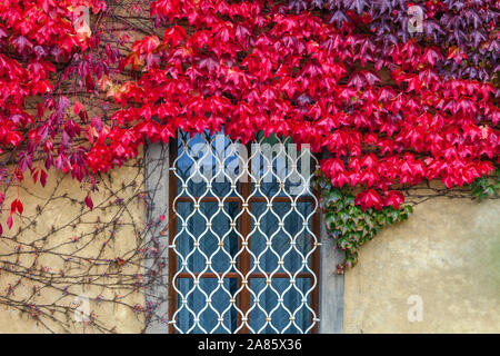 Autunno natura morta Boston finestra Ivy Red, Mala strana Praga Repubblica Ceca Praga Autunno Boston Ivy parete per arrampicata Boston Ivy pianta Boston griglia a griglia Foto Stock