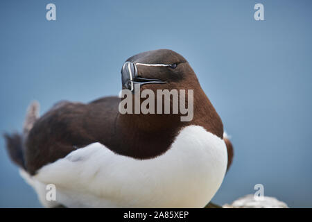 Un Razorball che nidificano sulla cima di una scogliera, nelle Isole Farne, Northumbria, Regno Unito Foto Stock