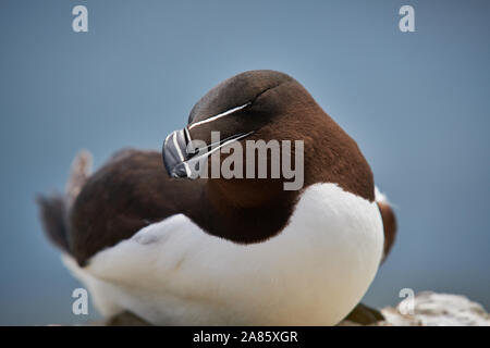 Un Razorball che nidificano sulla cima di una scogliera, nelle Isole Farne, Northumbria, Regno Unito Foto Stock